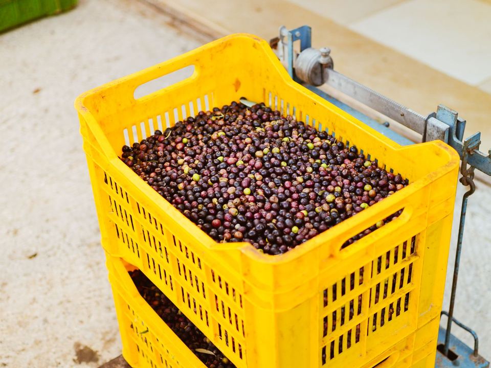 Bright yellow crate filled with freshly harvested berries on an outdoor scale.