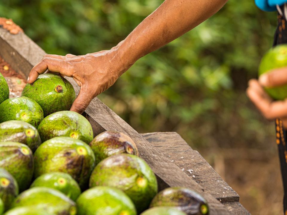 Close-up of hands selecting fresh avocados at an outdoor market display.