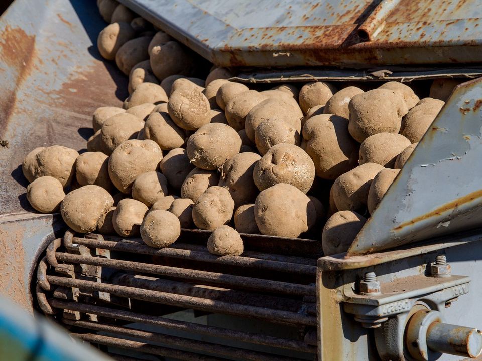 Close-up of freshly harvested potatoes on a rusty conveyor machine outdoors, showcasing agricultural…